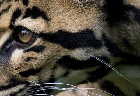 new animals discovered