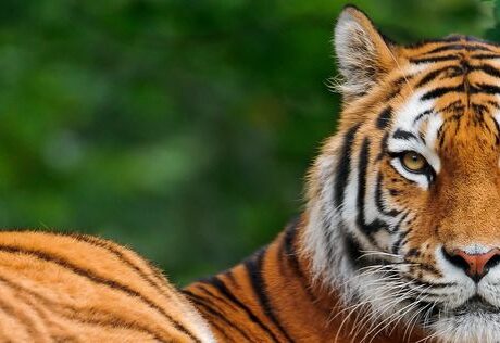 A big Siberian tiger laying down.