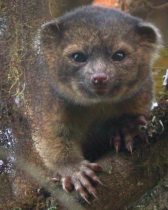 A small mammal on a tree branch. Looks like a small teddy bear.