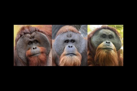 The Bornean has huge flaring cheeks. The Sumatran has a flatter, rounder face. The Tapanuli's face is wider and even flatter.