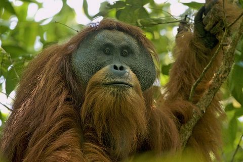 An orangutan on a tree.