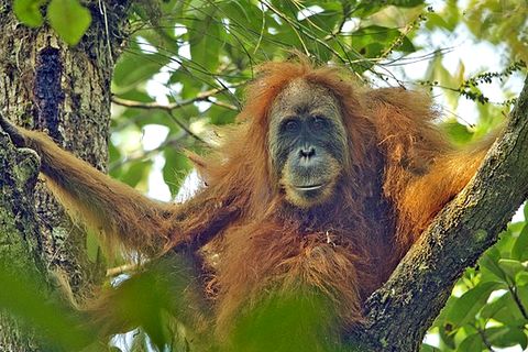 An orangutan in a tree. Her face is longer and thinner than the male's. And she is much smaller.
