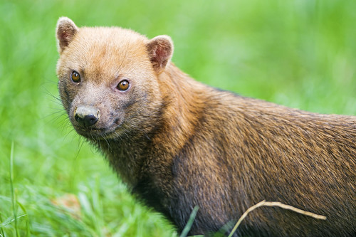 Picture of a brown mammal that look like a mix of a dog with an otter