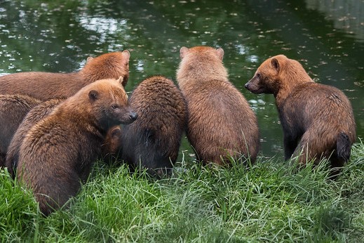 Five bush dogs standing next to a pond