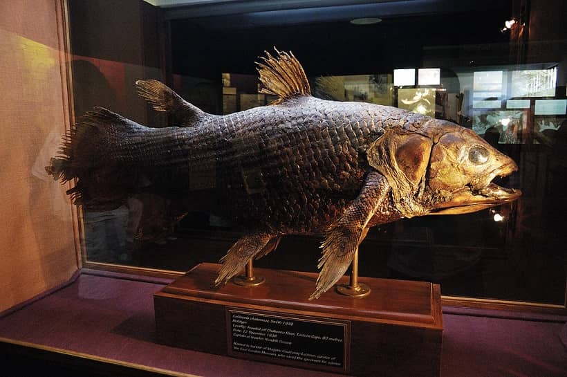 A stuffed coelacanth
