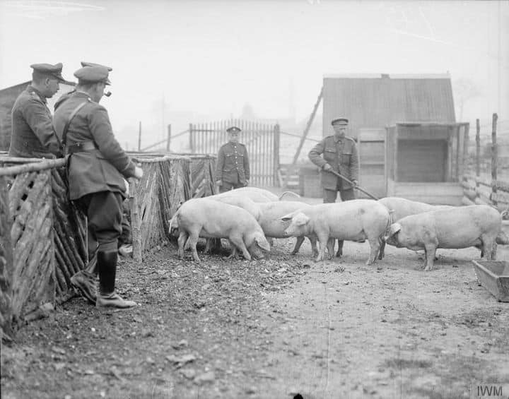 Outdoors. A few soldiers stand in the piggery watching a group of pigs