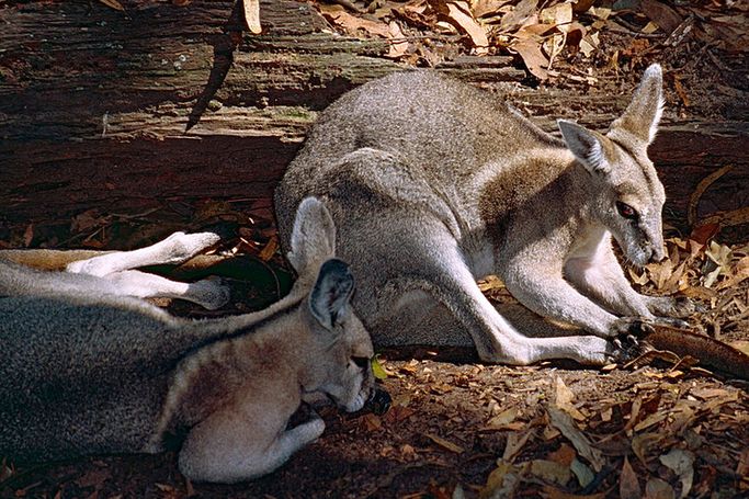 Two animals that look like brown kangaroos lying on the ground next to a log.