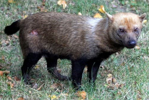 Picture of a bush dog. It has short legs and a long body.