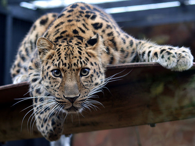 A leopard balances on a beam and looks at the camera.