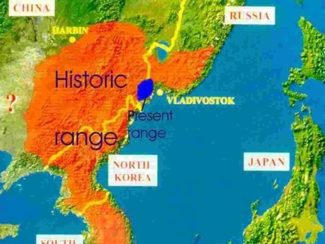 Map of East Asia showing the historic range of the Amur, it includes the Koreas and a bit of China and Russia. And the present range of the Amurs is limited to a spot between China and Russia