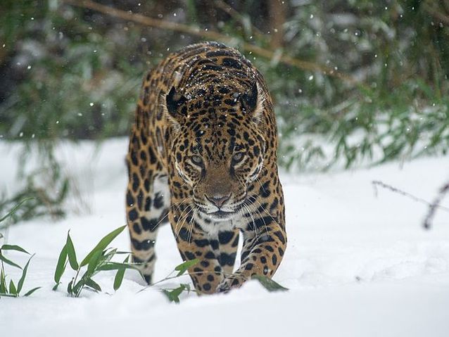 A big leopard walking through the snow towards the camera