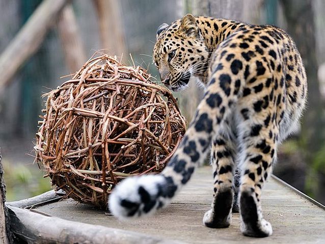 A leopard stands next to a large ball, examining it. They are in a zoo.