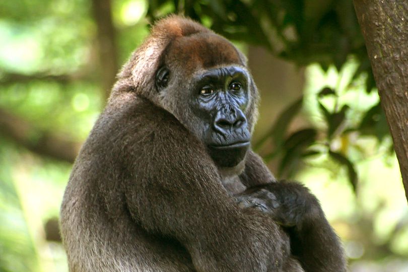 A big gorilla sits, arm crossed over her chest, looking at the horizon