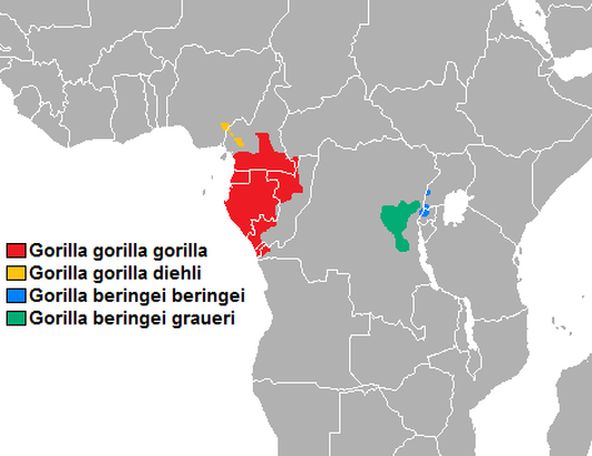Map of Africa showing where each of the four species of gorilla lives. The largest patch, in Africa's western coast, is where the Gorilla gorilla gorilla resides. A tiny patch next to it, is the home of the Cross River. The second largest, in Central Africa, is of the Gorilla beringei graueri. A tiny patch next to it is of the Gorilla beringei beringei.