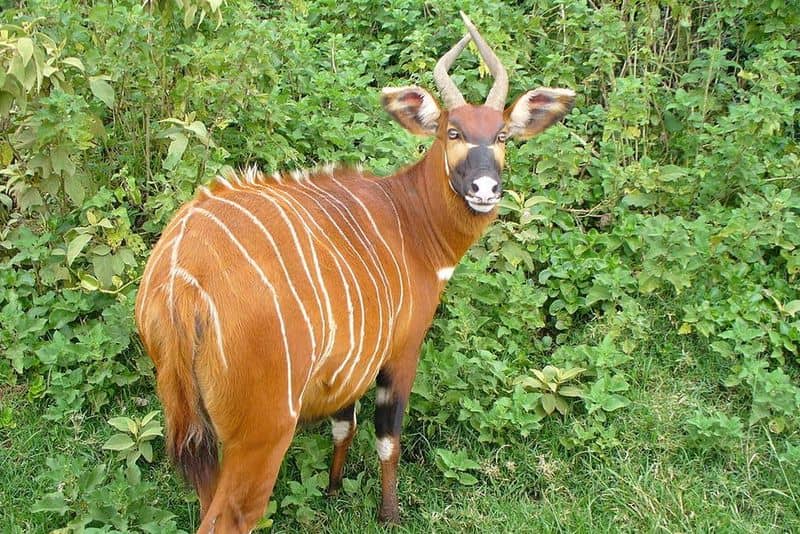 A large animal in the forest. It looks like an antelope. Has a reddish coat with white vertical stripes. The face is red, black and white. And it has two spiraling horns.