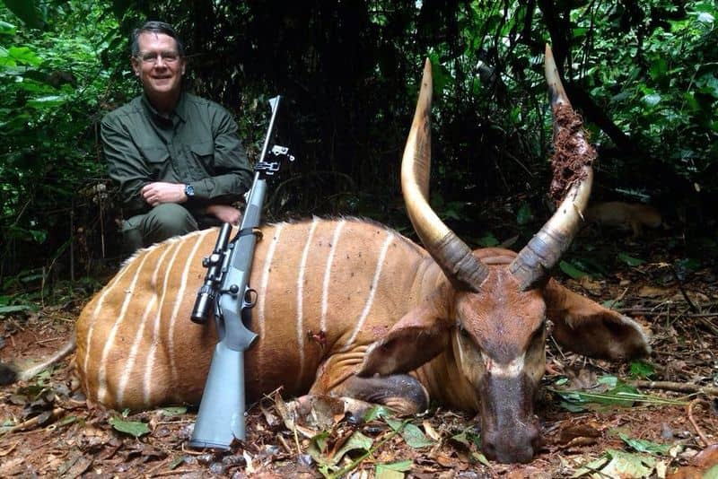 A big dead bongo lies in the forest's floor. A proud Western hunter poses proudly next to the dead body and his rifle.