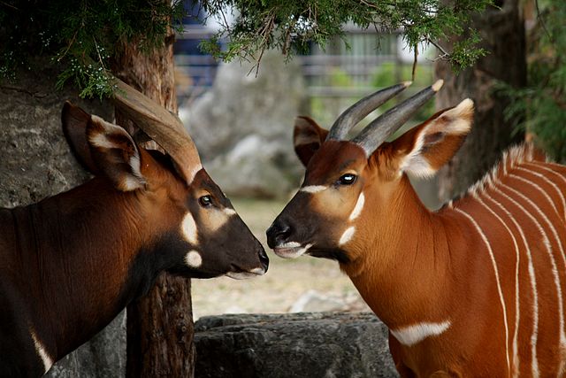 Two bongos closely facing each other in a zoo