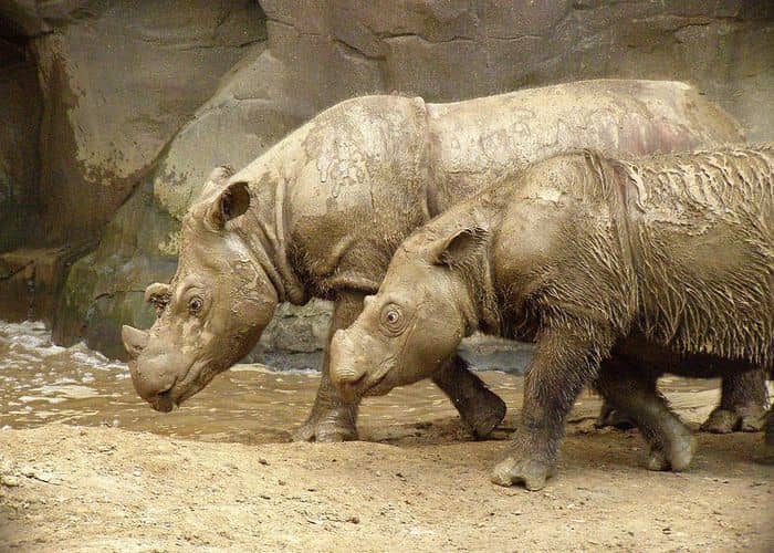 Two large rhinos covered in mud walk side by side.