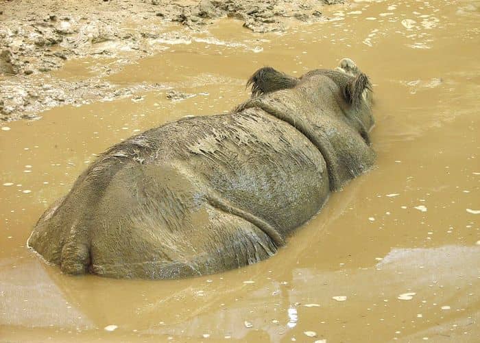 A rhino is immersed in a pool of mud.