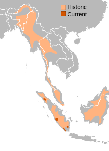 A map of South East Asia. It shows where the Sumatrans used to dwell (most of Myanmar, Thailand, Cambodia, Borneo, and Sumatra), and where they dwell now (tiny patches in Sumatra).
