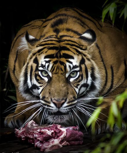 A stunning close up of a crouching tiger eating raw meat.