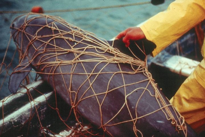 A boat. A sailor pulls up a net in which a small gray cetacean is entangled.