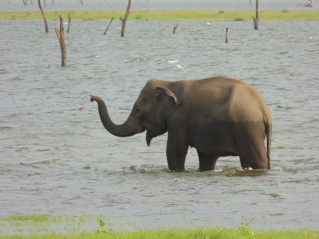 A baby elephant happily bathing in a lake