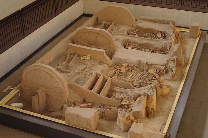 Archaeological dig. Shows an interred carriage with horses skeletons