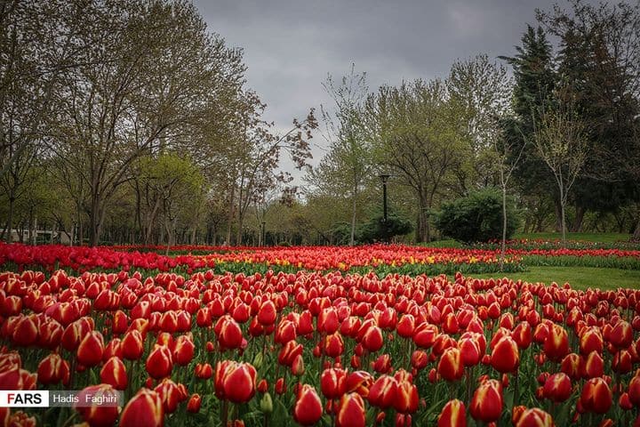 A field of red tulips in a park