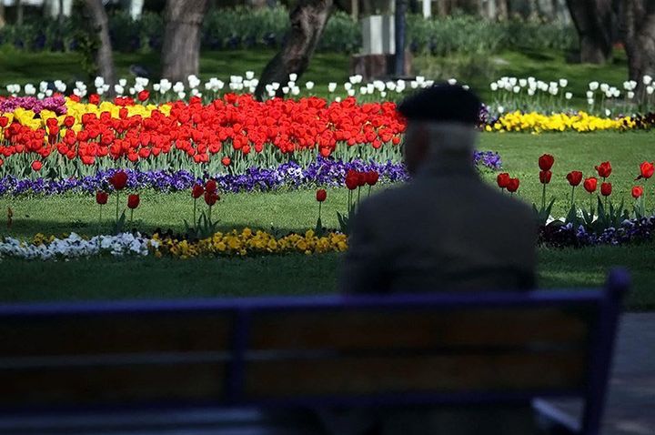 A man sits on a bench and observes the colorful tulips spread before him in a park.