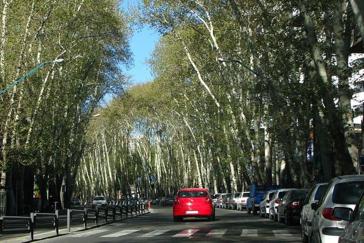 Street view. A street flanked by tall trees.