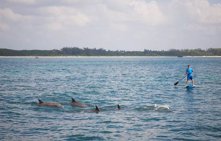 Another shot in the ocean. This time a group of dolphins plays in the foreground. A man on a paddleboard watches them from a few meters/feet away.