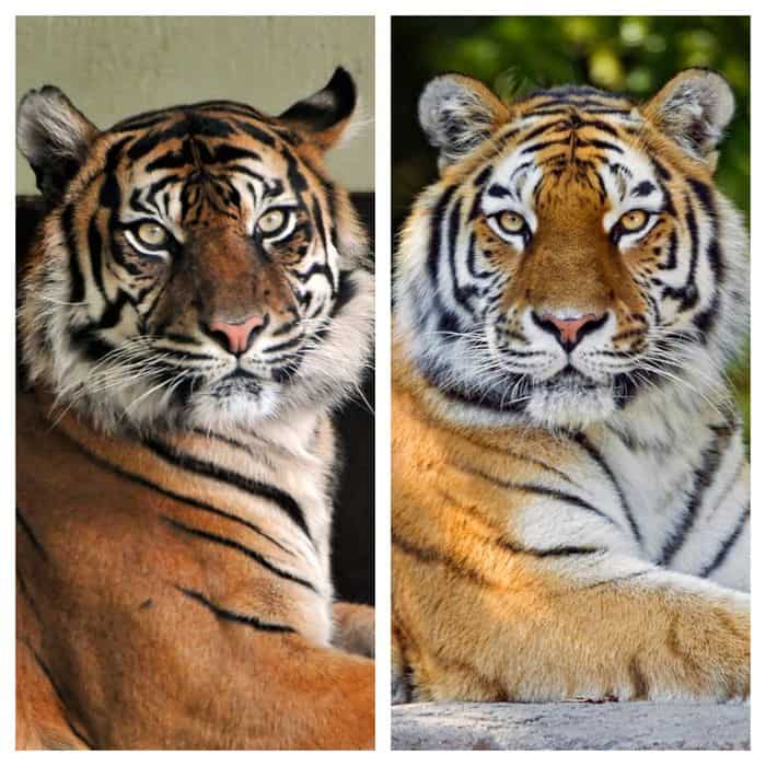 Two pictures of tigresses side by side.