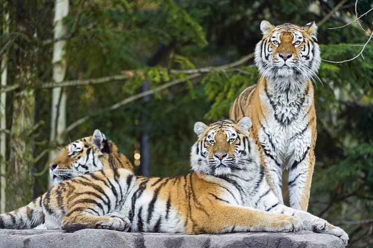 Three orange tigers rest on top of a rock. The front of their bodies -lower face, chest, legs, bellies- are white.