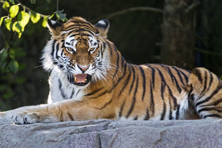 A tigress sits on top of a rock and looks angrily at something. She has her mouth open.