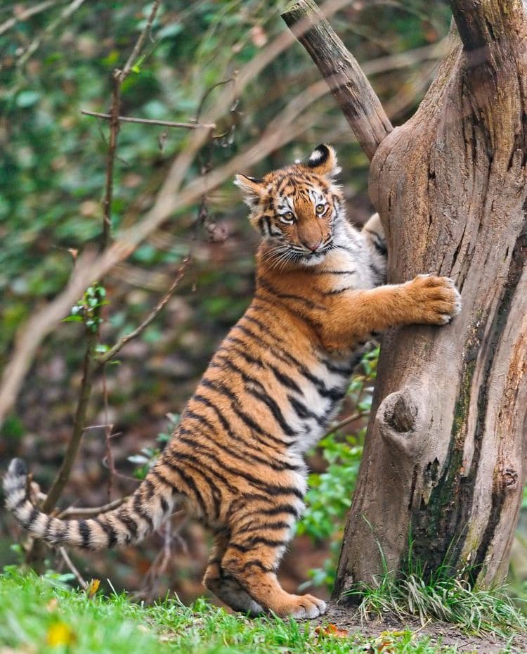 A tiger, standing on its hind legs, scratches the trunk of a tree.