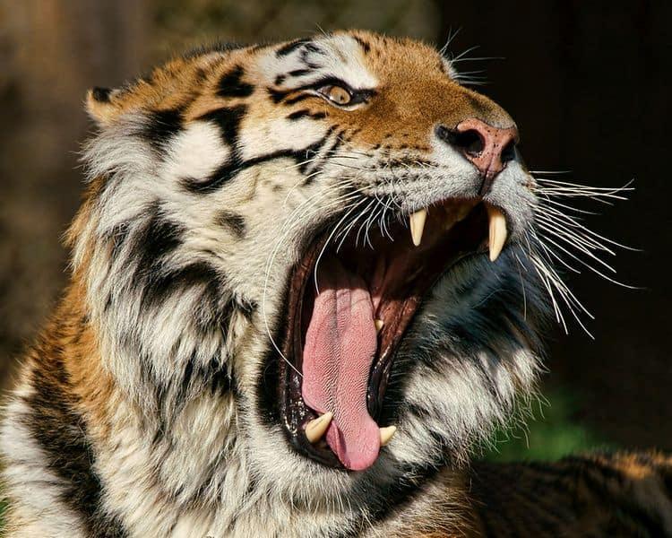 Close up of a tiger with its mouth wide open.