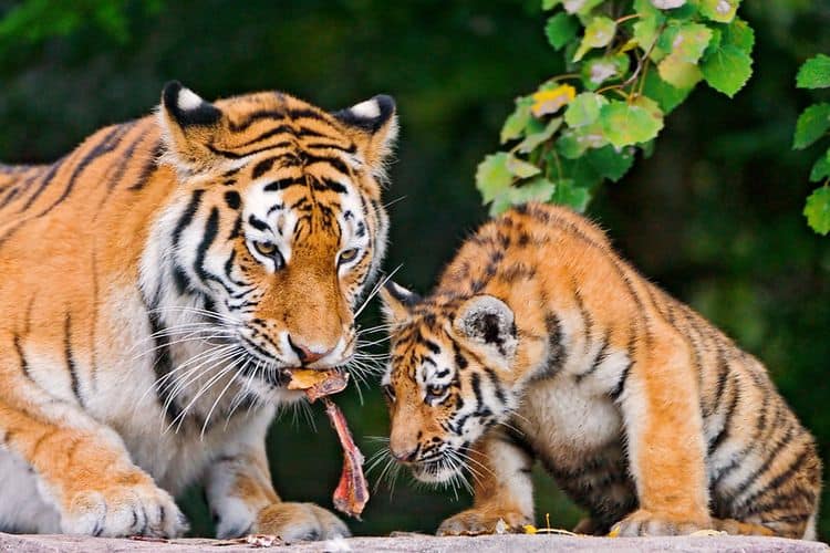 A mother eats meat next to her cub.