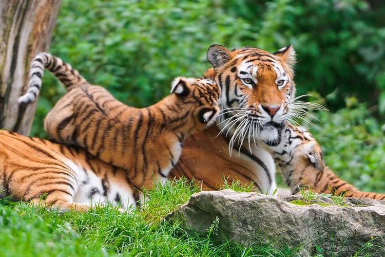 A tigress lies on the ground as two of her cubs climb over her.