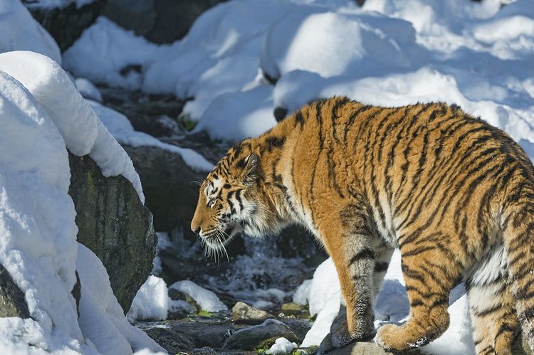 A tiger walking on the snow.