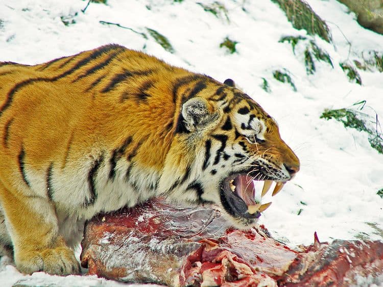 A crouching tiger eats a big chunk of meat. They are surrounded by snow.