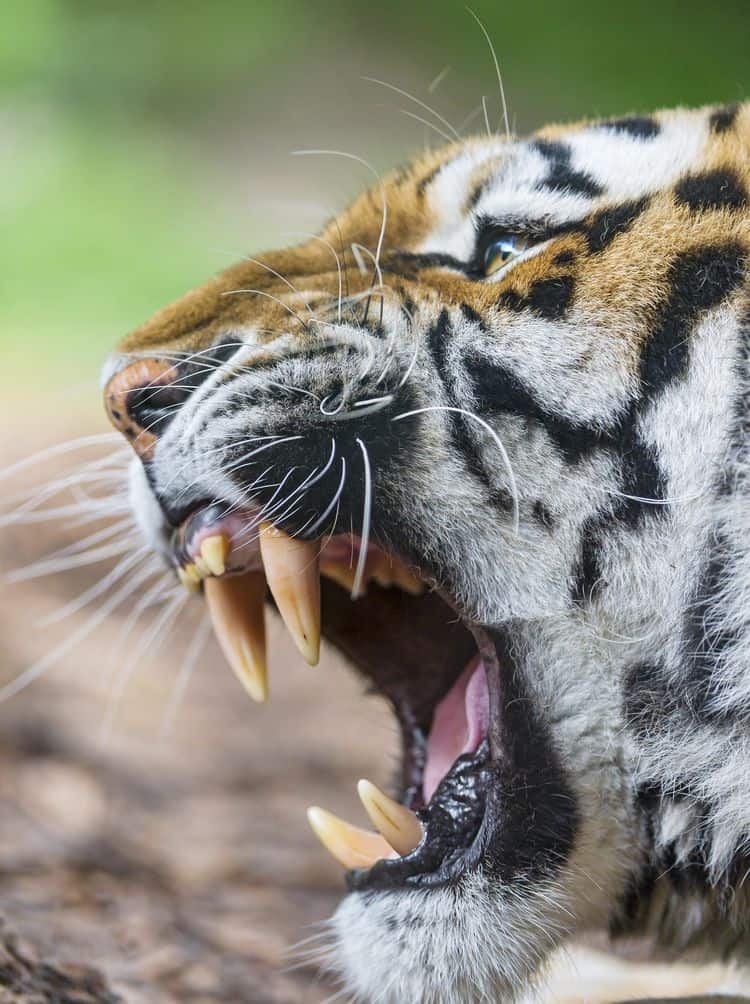 Close-up of a tiger with an open mouth. It has big fangs and a strong jaw.