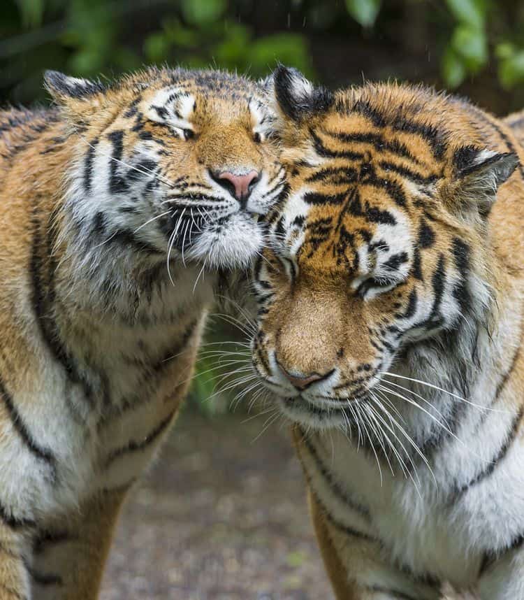 Two tigers. One rubs her cheek against the other's head.