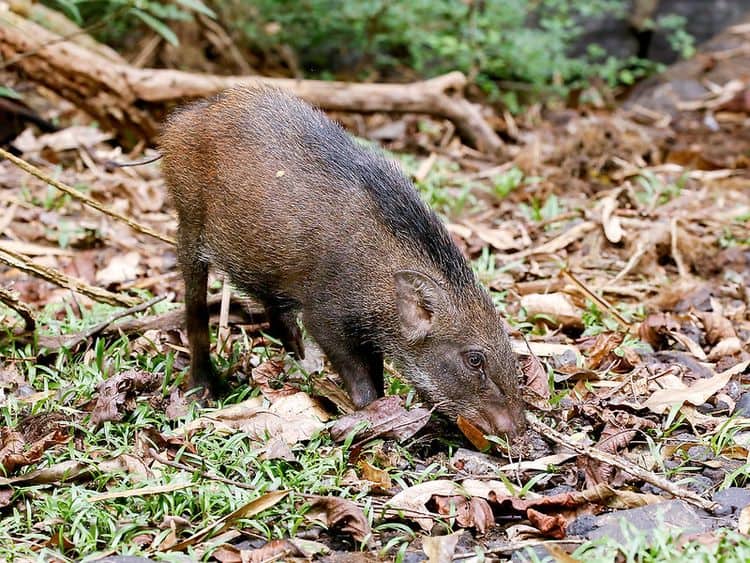 A small grayish wild boar in the forest.