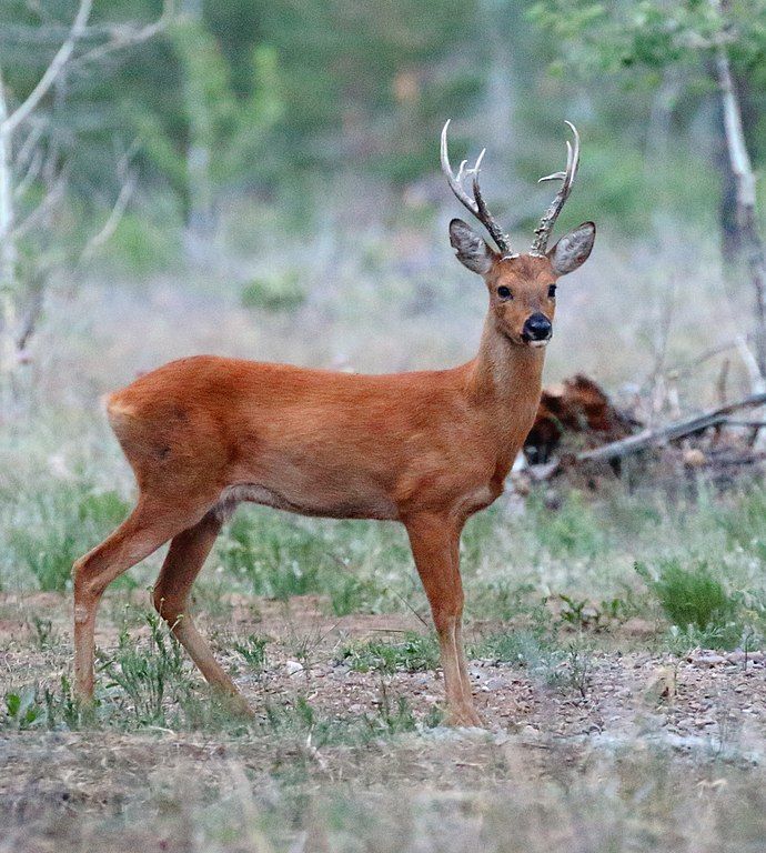 A brown deer in the forest.