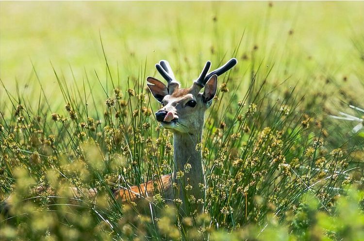 A field of green tall grass. A deer's head pops up in the middle of the field.