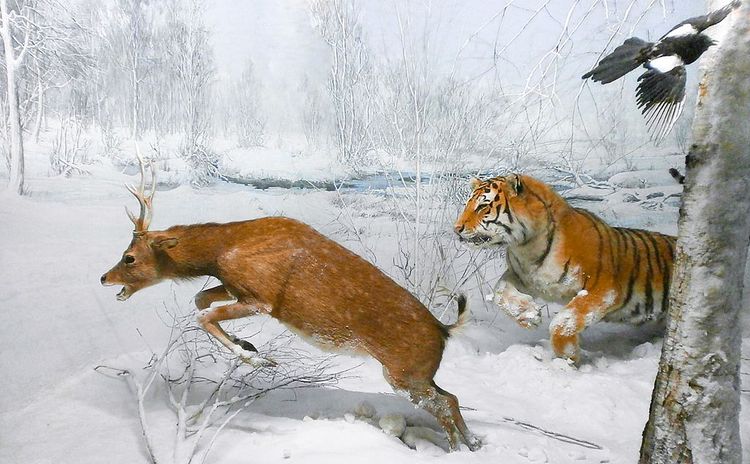 Two figures in an exhibit. They are surrounded by snow. A tiger leaps towards a fleeing deer.