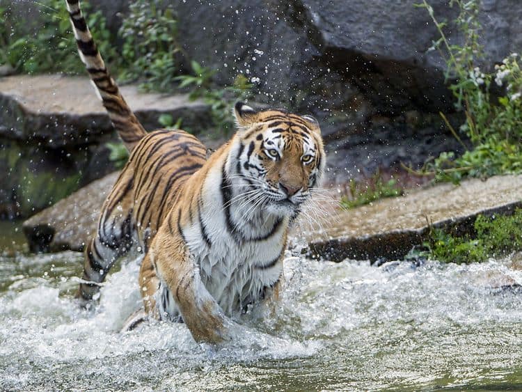 A tiger splashes around in the water.