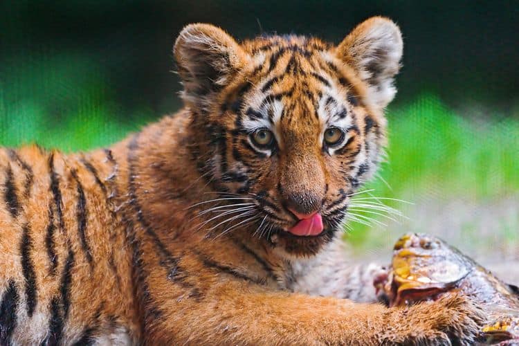 An orange tiger cub licks its mouth. He has a dead fish under its paw.