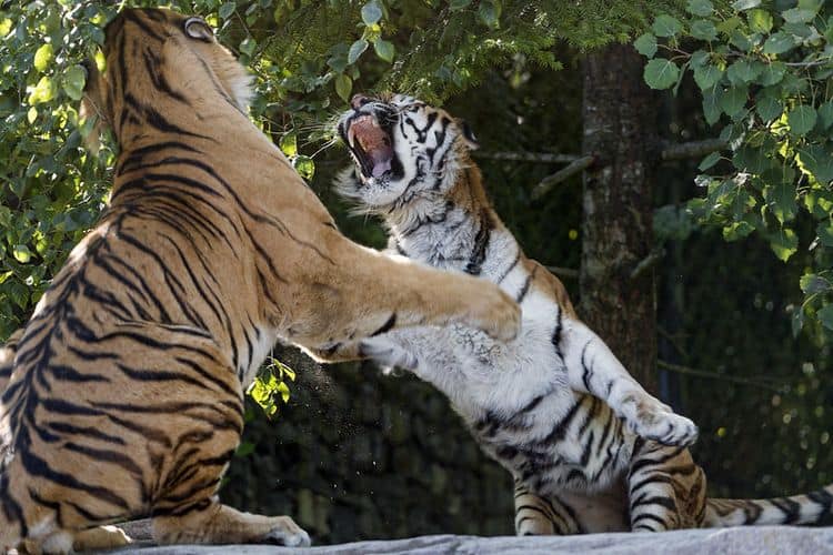 A very angry tigress, standing on her hind legs, launches against a tiger. She has her mouth open and looks menacing. The tiger, in front of her, also stands on his hind legs preparing to fend off the attack.